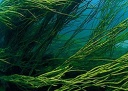 Спирулина - сине-зеленая водоросль. Spirulina аминокислоты и минералов 300 шт  г